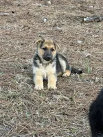 Kaeleigh, a female German Shepherd Dog for sale in Lumberton, MS – Photo 2 of 4