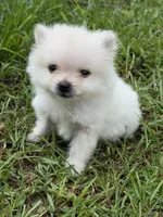 Roscoe, a male Pomeranian for sale in Lumberton, MS – 7 of 8
