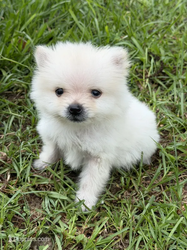 Roscoe – Pomeranian puppy for sale in Lumberton, MS