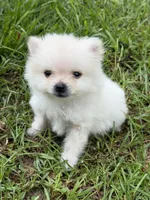 Roscoe, a male Pomeranian for sale in Lumberton, MS – 1 of 8