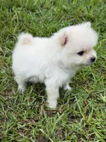 Roscoe, a male Pomeranian for sale in Lumberton, MS – 3 of 8