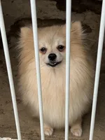 Mia, a female Pomeranian for sale in Lumberton, MS – 5 of 6