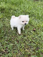 Roscoe, a male Pomeranian for sale in Lumberton, MS – 8 of 8