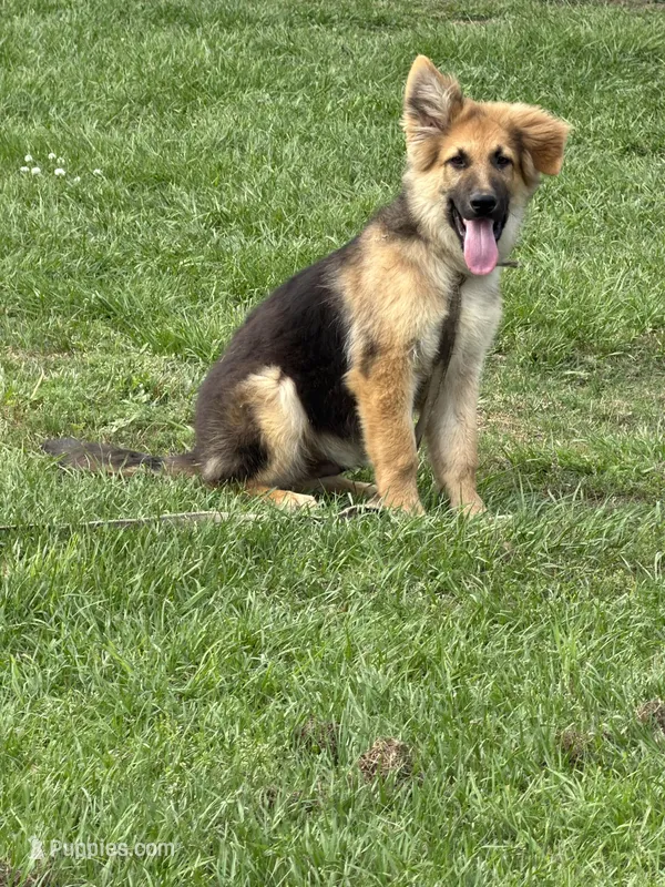 Luke – German Shepherd Dog puppy for sale in Lumberton, MS