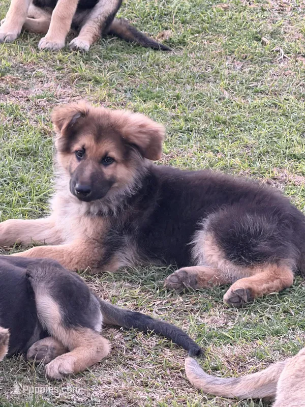 Luke, a male German Shepherd Dog for sale in Lumberton, MS – Photo 1 of 1
