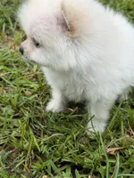 Roscoe, a male Pomeranian for sale in Lumberton, MS – 2 of 8
