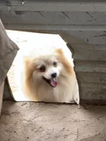 Mia, a female Pomeranian for sale in Lumberton, MS – 3 of 6