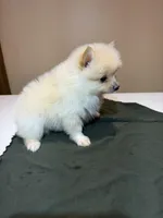 Marshmallow, a male Pomeranian for sale in Lumberton, MS – Photo 7 of 7