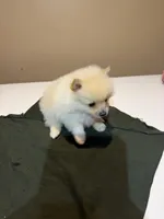 Marshmallow, a male Pomeranian for sale in Lumberton, MS – Photo 5 of 7