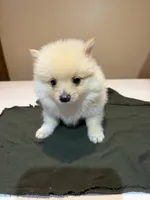 Marshmallow, a male Pomeranian for sale in Lumberton, MS – Photo 2 of 7