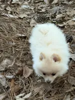 Marshmallow, a male Pomeranian for sale in Lumberton, MS – 2 of 8
