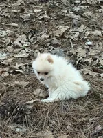 Marshmallow, a male Pomeranian for sale in Lumberton, MS – 4 of 8