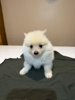 Marshmallow, a male Pomeranian for sale in Lumberton, MS – Photo 4 of 7