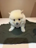 Marshmallow, a male Pomeranian for sale in Lumberton, MS – Photo 3 of 7