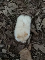 Marshmallow, a male Pomeranian for sale in Lumberton, MS – 7 of 8
