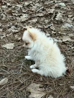 Marshmallow, a male Pomeranian for sale in Lumberton, MS – 6 of 8