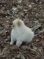 Marshmallow, a male Pomeranian for sale in Lumberton, MS – 8 of 8