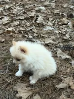 Marshmallow, a male Pomeranian for sale in Lumberton, MS – 5 of 8