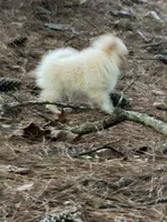 Marshmallow, a male Pomeranian for sale in Lumberton, MS – 3 of 8