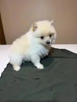 Marshmallow, a male Pomeranian for sale in Lumberton, MS – Photo 6 of 7