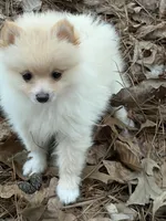 Marshmallow, a male Pomeranian for sale in Lumberton, MS – 1 of 8