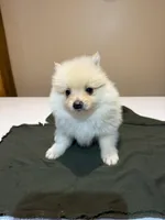 Marshmallow, a male Pomeranian for sale in Lumberton, MS – Photo 1 of 7