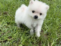 Roscoe, a male Pomeranian for sale in Lumberton, MS – 6 of 8