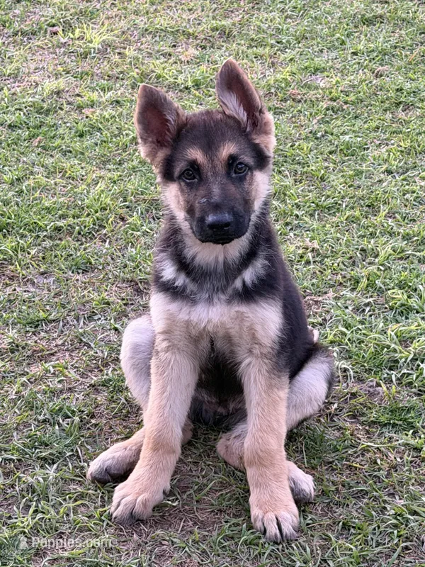 Dan, a male German Shepherd Dog for sale in Lumberton, MS – Photo 1 of 1