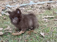 Cocoa , a male Pomeranian for sale in Lumberton, MS – Photo 9 of 10