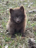 Cocoa , a male Pomeranian for sale in Lumberton, MS – Photo 5 of 10