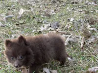 Cocoa , a male Pomeranian for sale in Lumberton, MS – Photo 2 of 10