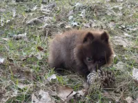 Cocoa , a male Pomeranian for sale in Lumberton, MS – Photo 7 of 10