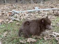 Cocoa , a male Pomeranian for sale in Lumberton, MS – Photo 8 of 10