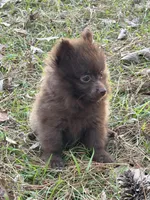 Cocoa , a male Pomeranian for sale in Lumberton, MS – Photo 6 of 10
