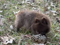 Cocoa , a male Pomeranian for sale in Lumberton, MS – Photo 4 of 10