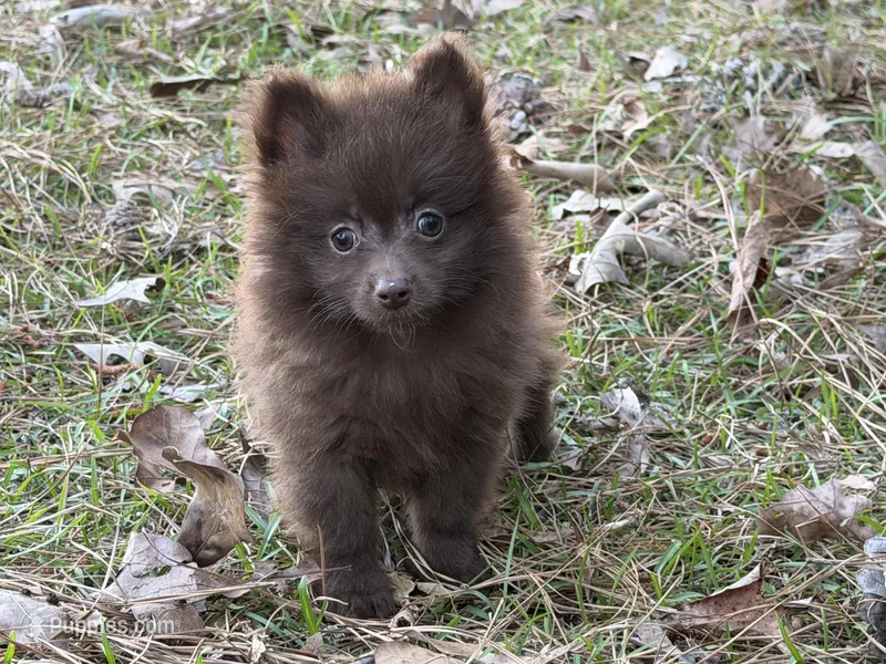 Cocoa , a male Pomeranian for sale in Lumberton, MS – Photo 1 of 10