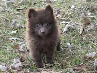 Cocoa , a male Pomeranian for sale in Lumberton, MS – Photo 1 of 10