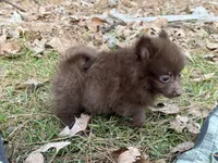 Cocoa , a male Pomeranian for sale in Lumberton, MS – Photo 10 of 10