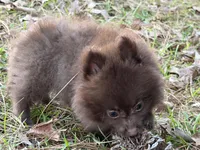 Cocoa , a male Pomeranian for sale in Lumberton, MS – Photo 3 of 10