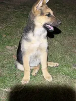Becky, a female German Shepherd Dog for sale in Lumberton, MS – Photo 2 of 2