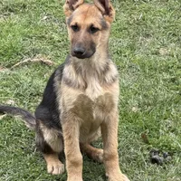 Lacey, a female German Shepherd Dog for sale in Lumberton, MS – Photo 2 of 2