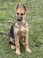 Lacey, a female German Shepherd Dog for sale in Lumberton, MS – Photo 2 of 2