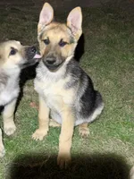 Becky, a female German Shepherd Dog for sale in Lumberton, MS – Photo 1 of 2