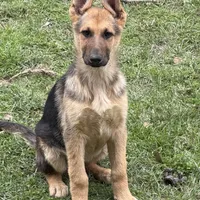 Lacey, a female German Shepherd Dog for sale in Lumberton, MS – Photo 1 of 2