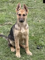 Lacey, a female German Shepherd Dog for sale in Lumberton, MS – Photo 1 of 2