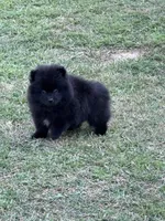 Charcoal, a male Pomeranian for sale in Lumberton, MS – Photo 4 of 6
