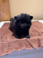 Charcoal, a male Pomeranian for sale in Lumberton, MS – Photo 4 of 6