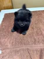 Charcoal, a male Pomeranian for sale in Lumberton, MS – Photo 6 of 6