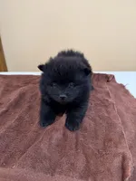 Charcoal, a male Pomeranian for sale in Lumberton, MS – Photo 3 of 6