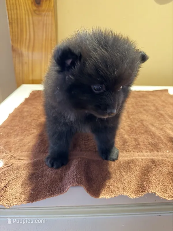 Charcoal – Pomeranian puppy for sale in Lumberton, MS